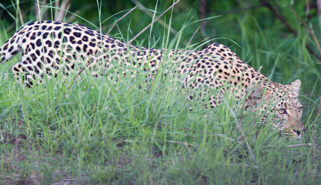 Stalking Leopard